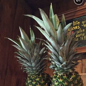 Meet your Posher, Skye